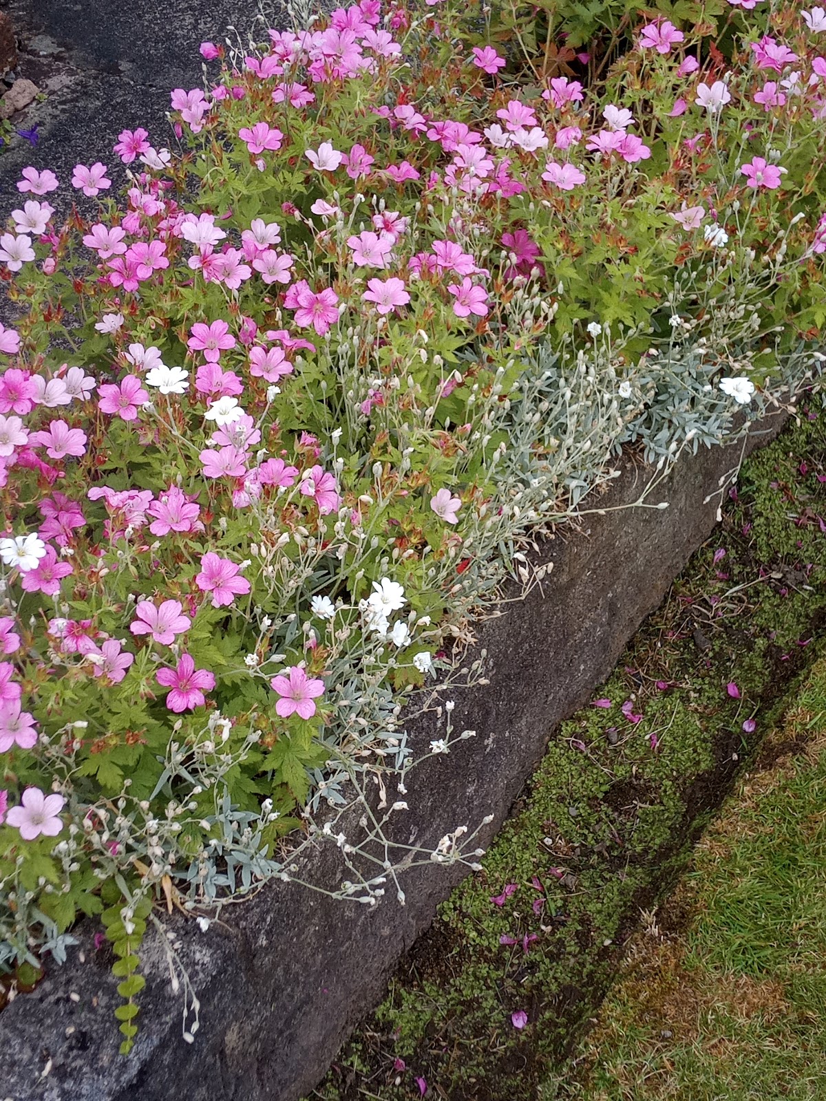 Bury Gardening Services project 1