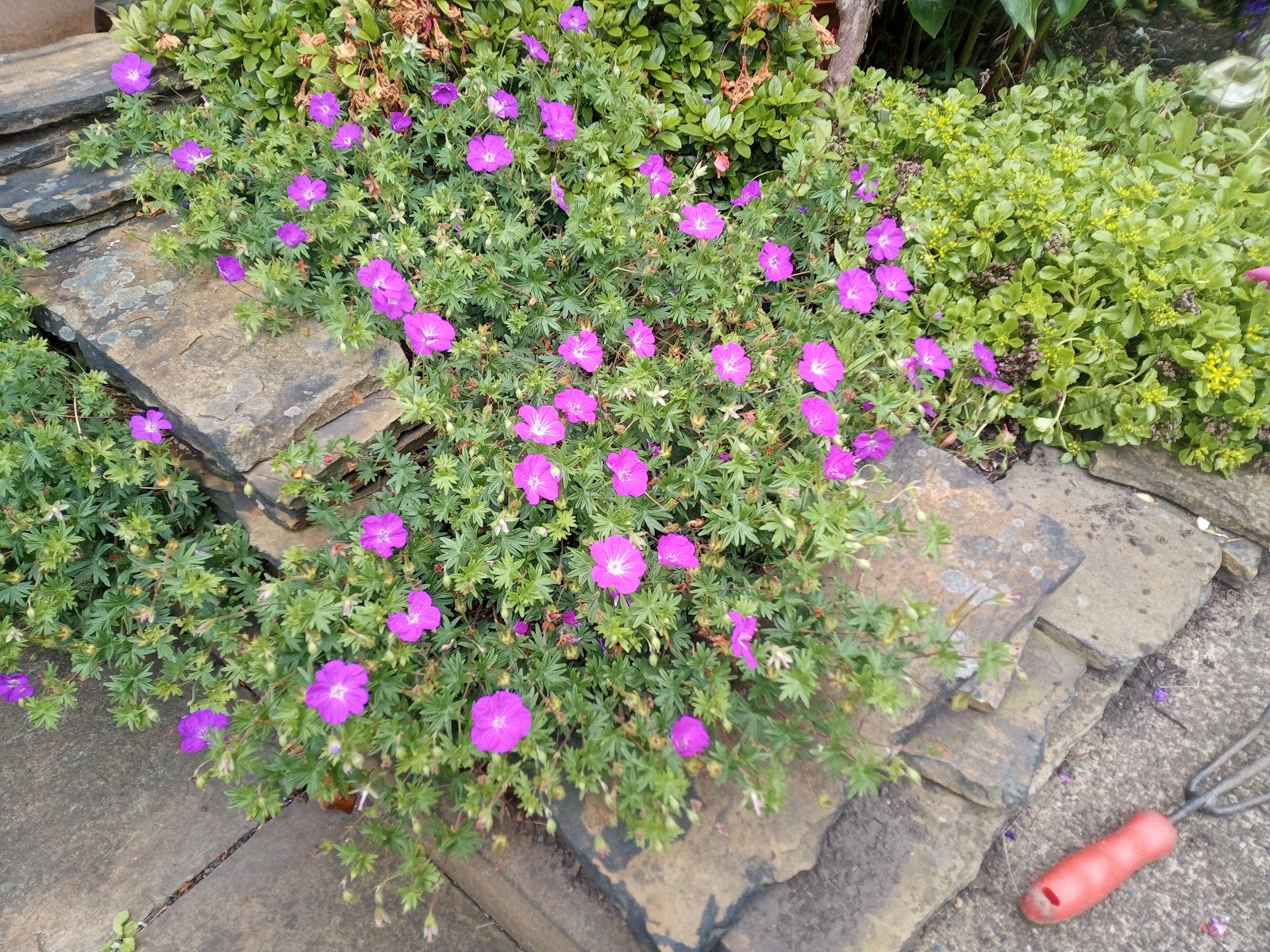 Bury Gardening Services project 4
